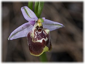 Ophrys candica