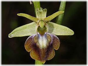 Ophrys caucasica