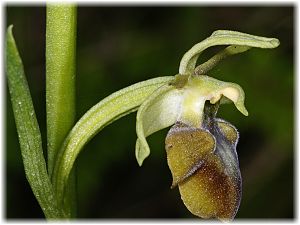 Ophrys caucasica