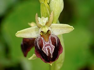 Ophrys caucasica