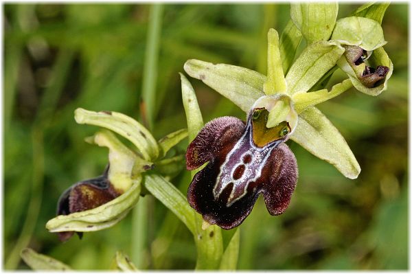 Ophrys caucasica