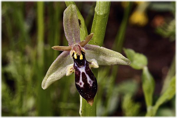 Ophrys cilicica
