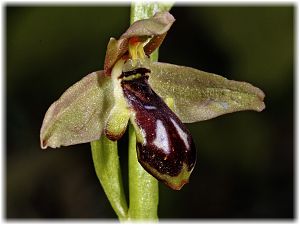 Ophrys cilicica