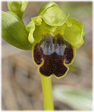 Ophrys cinereophila