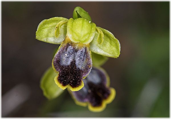 Ophrys cinereophila