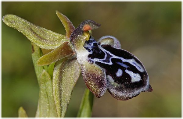 Ophrys cretica