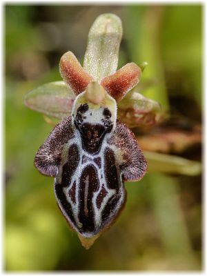 Ophrys cretica