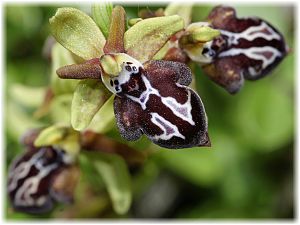 Ophrys cretica