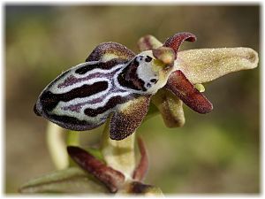 Ophrys cretica