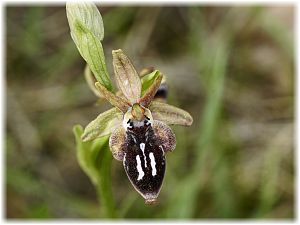 Ophrys cretica