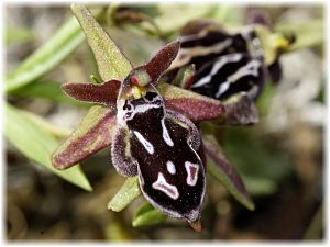 Ophrys cretica