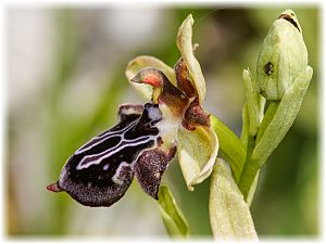 Ophrys cretica