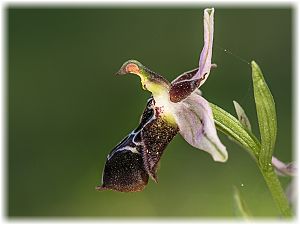 Ophrys cretica beloniae