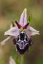 Ophrys cretica ssp beloniae