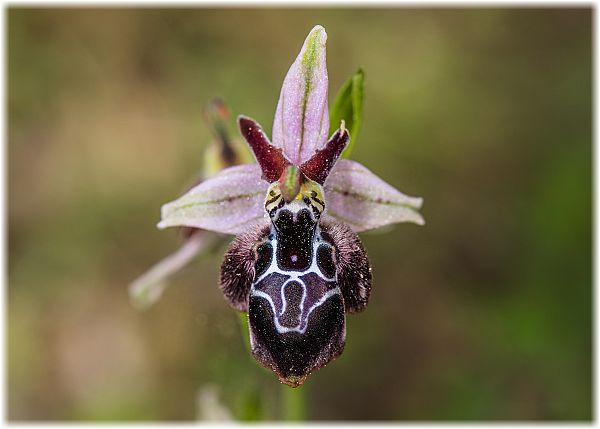 Ophrys cretica ssp beloniae