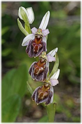 Ophrys elegans