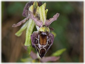 Ophrys elegans