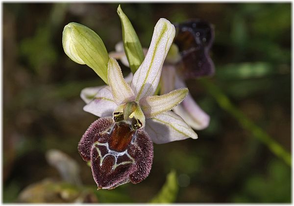 Ophrys elegans