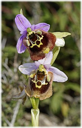 Ophrys episcopalis