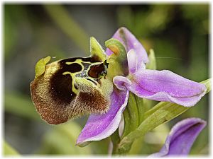 Ophrys episcopalis