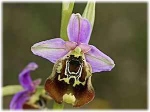 Ophrys episcopalis