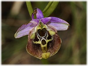 Ophrys episcopalis