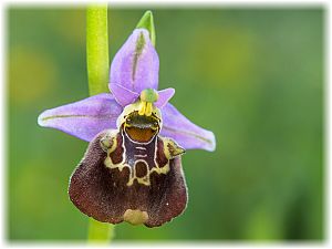 Ophrys episcopalis