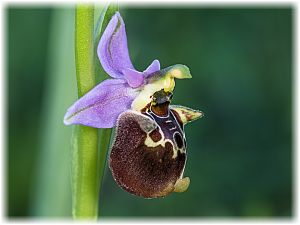 Ophrys episcopalis