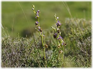 Ophrys episcopalis