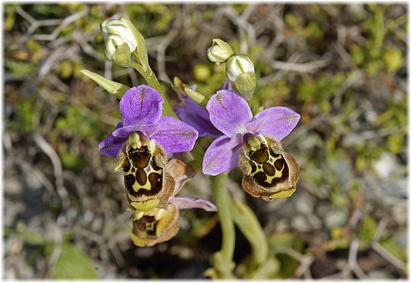 Ophrys episcopalis