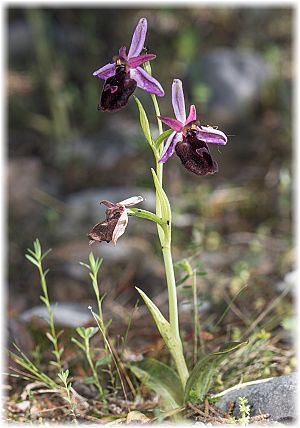 Ophrys ferrum-equinum