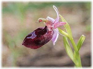 Ophrys ferrum-equinum