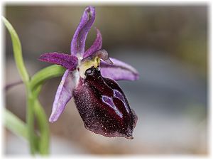 Ophrys ferrum-equinum