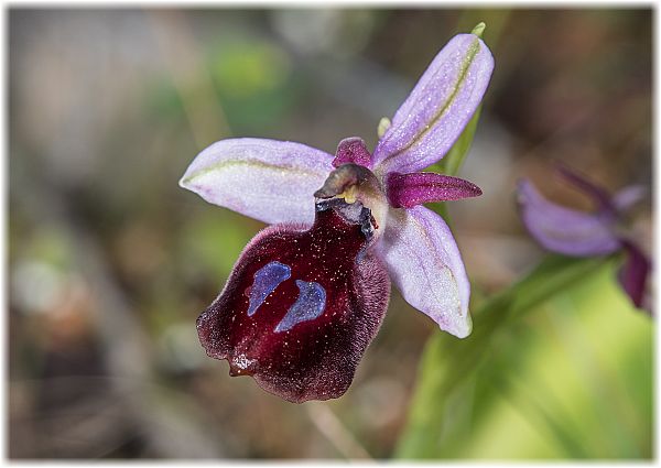 Ophrys ferrum-equinum