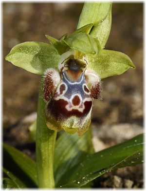 Ophrys flavomarginata