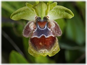 Ophrys flavomarginata