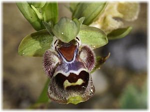 Ophrys flavomarginata