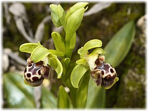 Ophrys flavomarginata