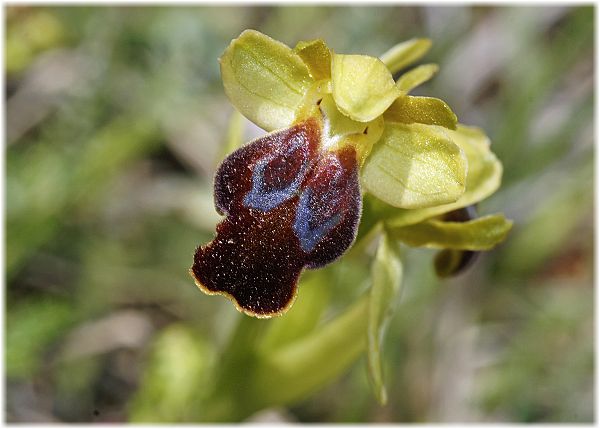 Ophrys fusca ssp creberrima