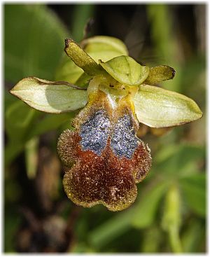 Ophrys fusca ssp cressa
