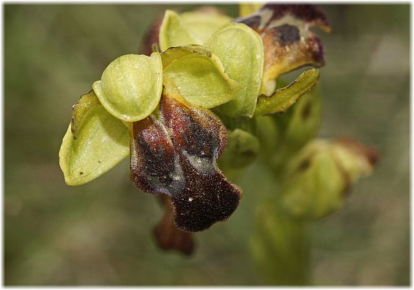 Ophrys fusca ssp cressa