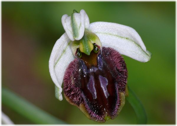 Ophrys garganica