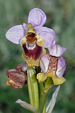 Ophrys grandiflora