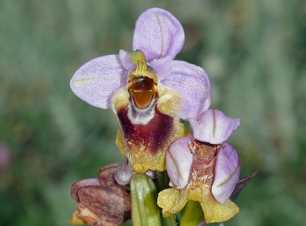 Ophrys grandiflora