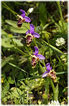 Ophrys heldreichii