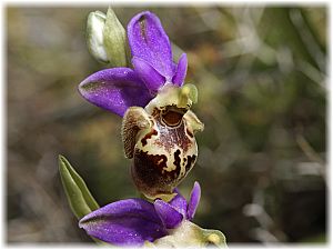 Ophrys heldreichii