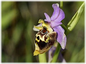 Ophrys heldreichii