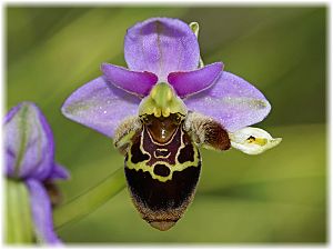 Ophrys heldreichii