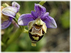 Ophrys heldreichii