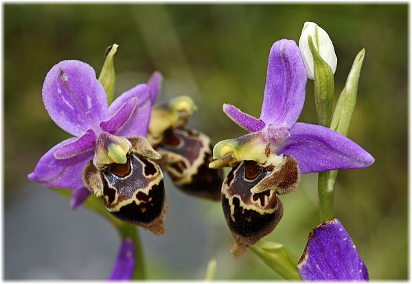 Ophrys heldreichii